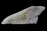 Partial Fossil Megalodon Tooth #88640-1